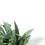 Thumbnail: Hoya parviflora 'Splash'