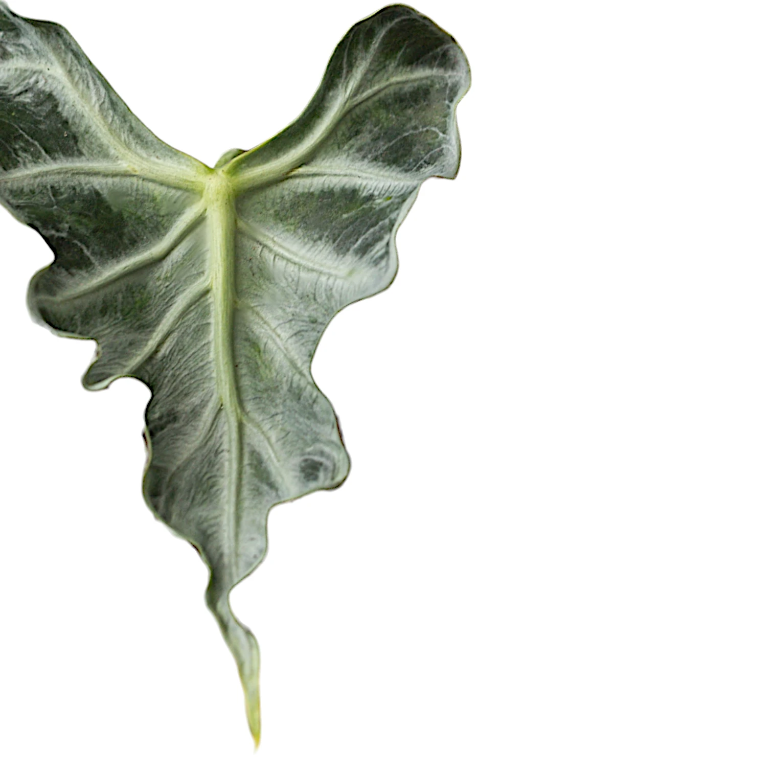 Alocasia 'Loco'