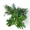 Thumbnail: Monstera pinnatipartita