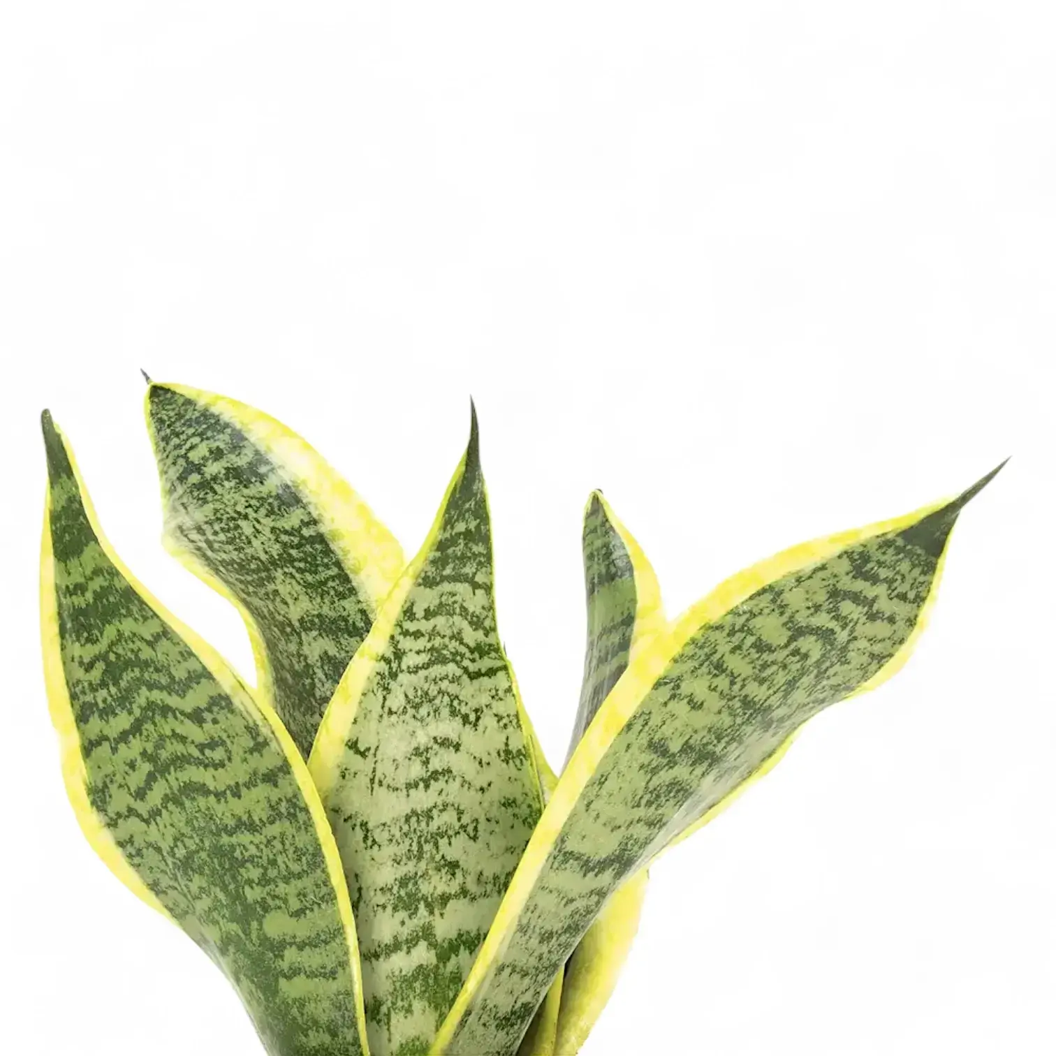 Dracaena (Sansevieria) trifasciata 'Superba'
