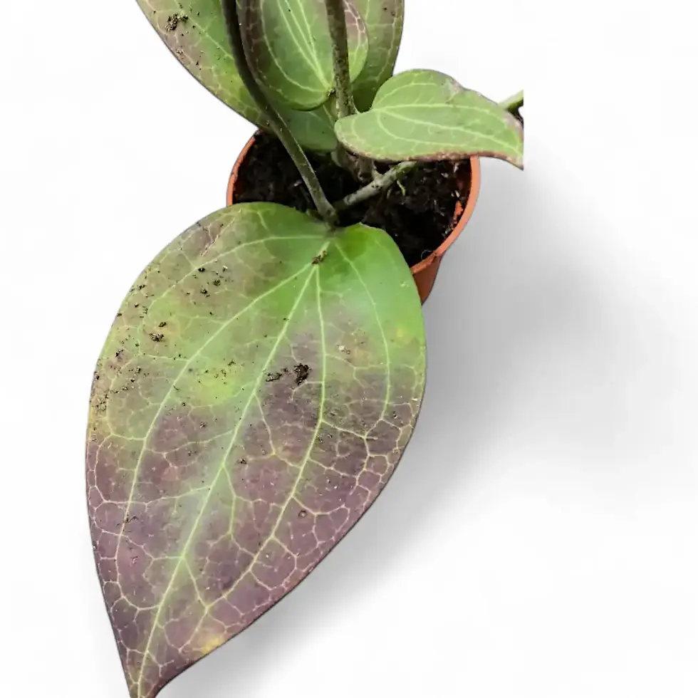 Hoya sp. Timika – Unique Red Foliage and Delicate Venation