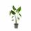 Miniaturbild: Alocasia zebrina
