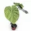 Thumbnail: Philodendron 'Dean McDowell' (gloriosum x pastazanum)
