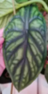 Single leaf of Alocasia baginda ‘Green Dragon’ showing deep green color with faint silver feathering.