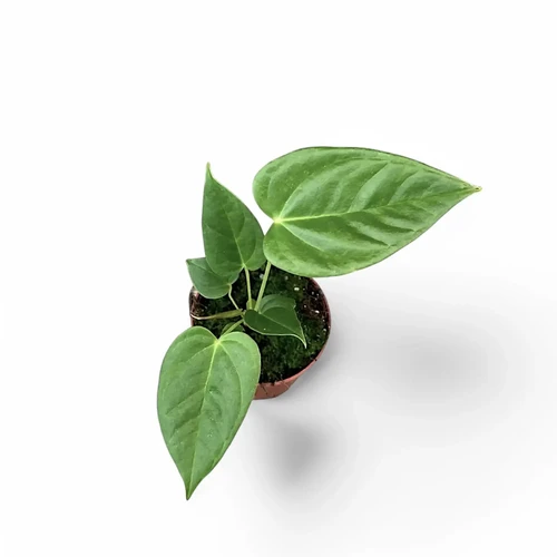 Anthurium recavum - buy online at Foliage Factory Shop