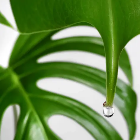Nahaufnahme eines Monstera deliciosa Blattes mit Guttationstropfen an der Blattspitze