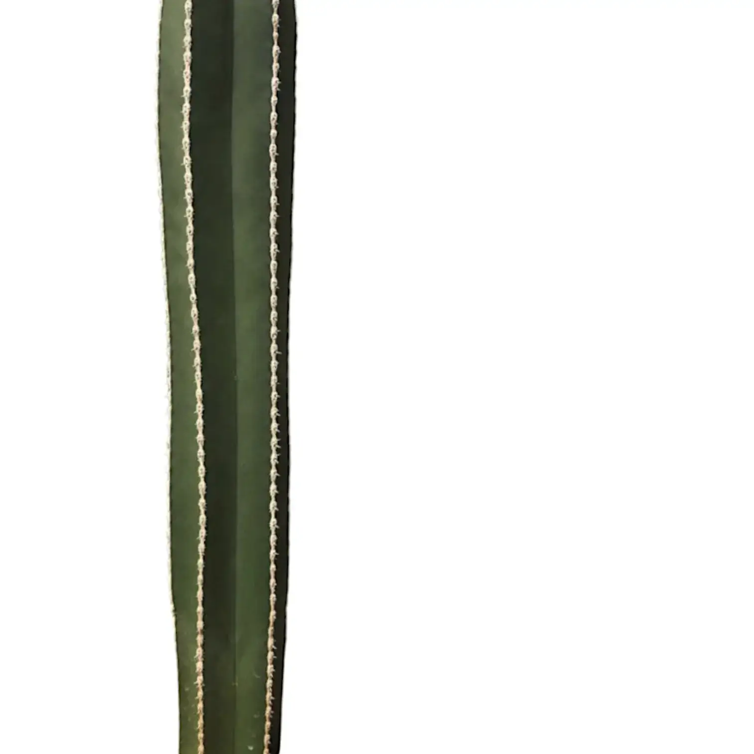 Pachycereus marginatus