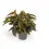 Thumbnail: Begonia maculata 'Double Dot'