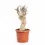 Miniaturbild: Adansonia digitata