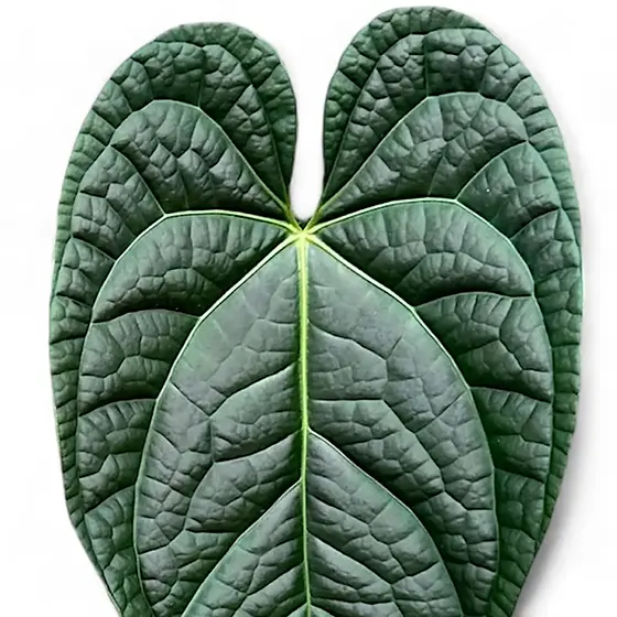 Anthurium magnificum × luxurians – Thick Velvet and Ribbed Veins Anthurium magnificum × luxurians – Thick Velvet and Ribbed Veins