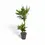 Thumbnail: Dracaena fragrans 'Cintho'