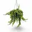 Thumbnail: Aeschynanthus 'Rasta'