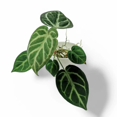 アンスリウム Dorayaki x (Michelle x Zara f3)子株 超希少