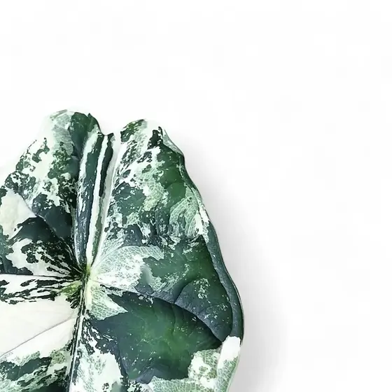 Alocasia 'Dragon Scale' Albo – Rare Mutation with White Patterning