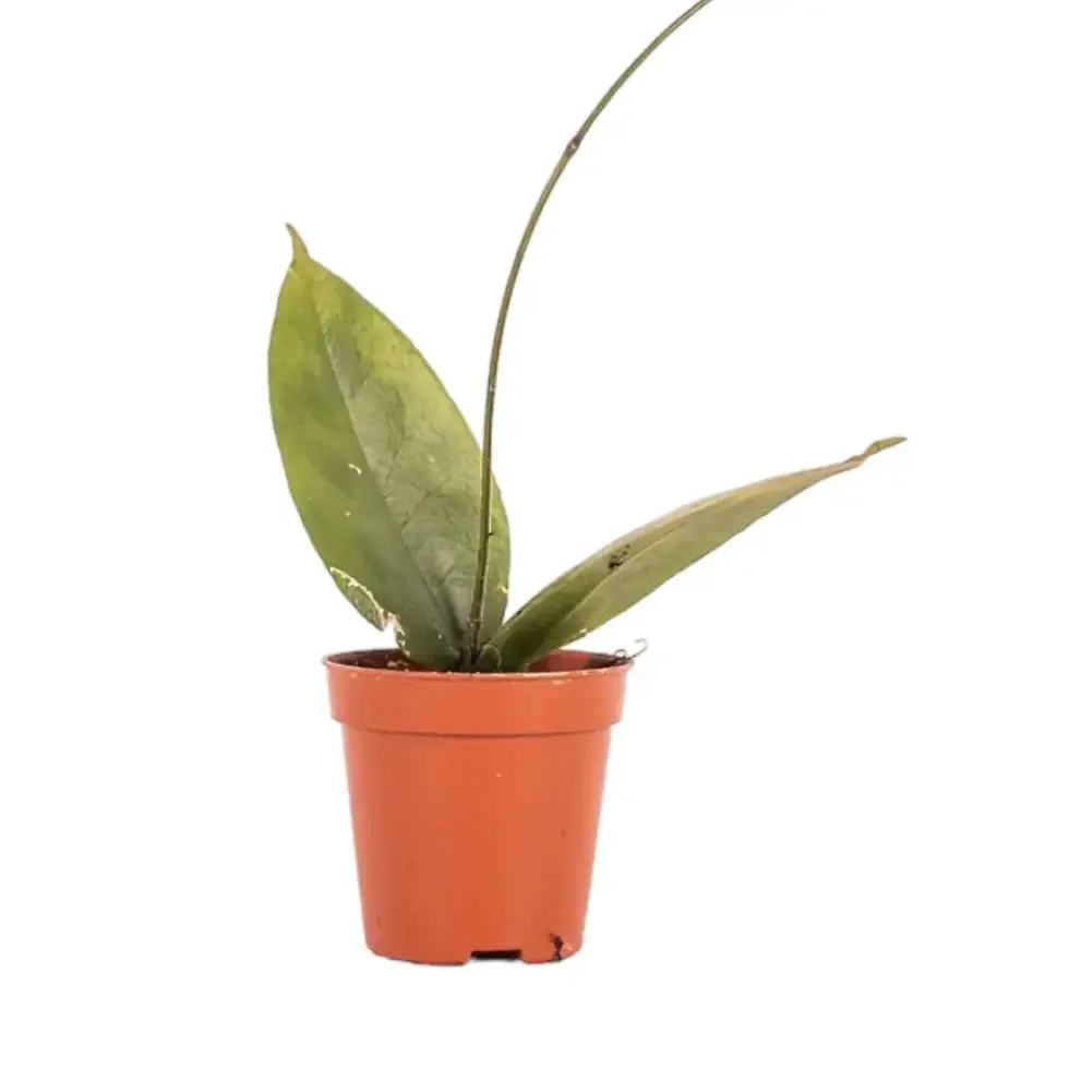 Hoya versteegii - order online at Foliage Factory Plant Shop