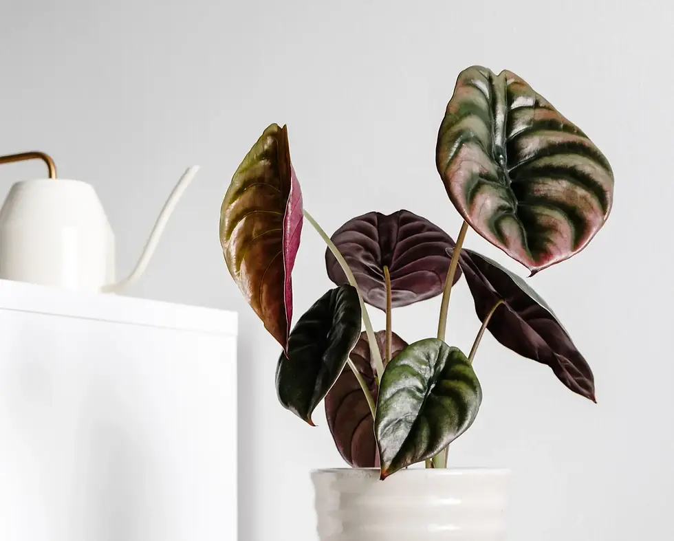 Potted Alocasia cuprea ‘Red Secret’ on a white shelf with watering can in background