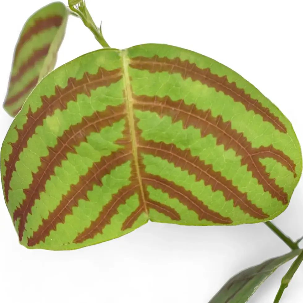 Christia obcordata