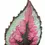 Thumbnail: Begonia rex 'Red Tango'