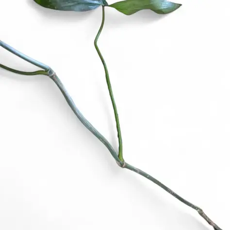 Philodendron 69686 mit stark verlängertem Trieb und über 10 cm Abstand zwischen den Blättern.