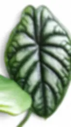 Close-up of Alocasia baginda leaf showing dark green bullate texture and pale interveins.