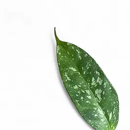 Hoya occultata 'Splash'