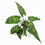 Thumbnail: Schismatoglottis sp