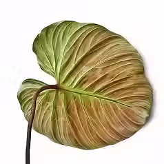 Philodendron El Choco Red leaf underside with deep red tones