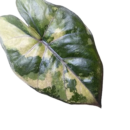 Alocasia sarawakensis 