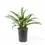 Thumbnail: Aglaonema 'Cutlass'