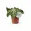 Thumbnail: plant set: Silver Blush Trio