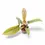 Thumbnail: Philodendron 'Florida bronze'