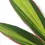 Thumbnail: Cordyline fruticosa 'Kiwi'