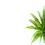 Miniaturbild: Asplenium antiquum