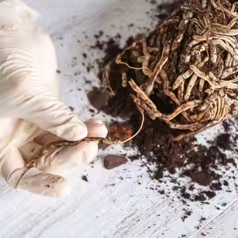 Detailaufnahme einer behandschuhten Hand, die schwarze, kranke Wurzeln einer Zimmerpflanze auf einem Tisch auseinanderzieht.
