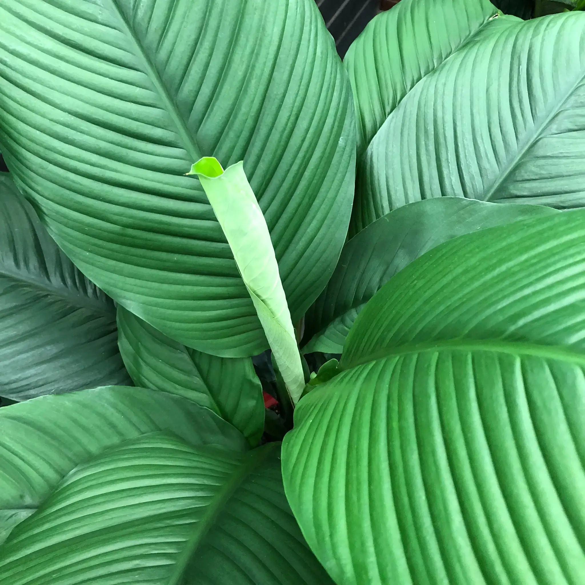 spathiphyllum
