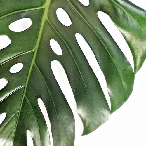 Monstera deliciosa