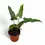 Thumbnail: Philodendron mexicanum