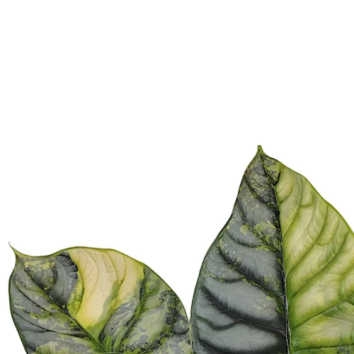 Alocasia Silver Dragon Aurea Variegata Extraordinary RB2 - Ø