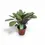 Miniaturbild: Ctenanthe burle-marxii 'Amagris'