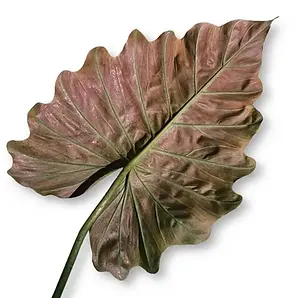 philodendron corsinianum