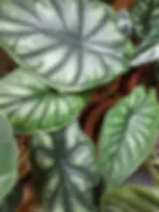 Cluster of Alocasia Dragon Scale leaves with bold bullation.