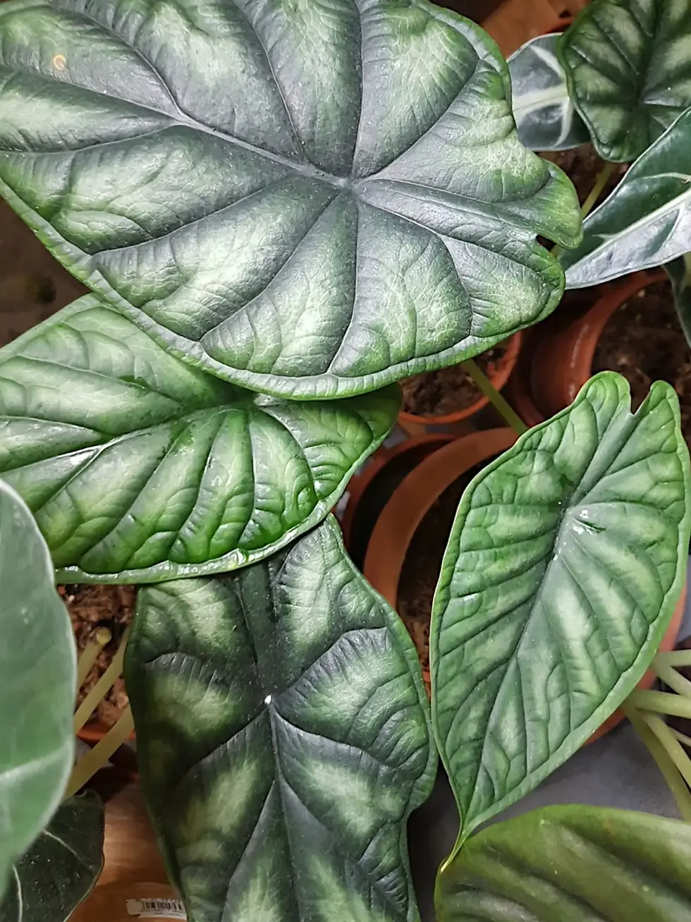Cluster of Alocasia Dragon Scale leaves with bold bullation.