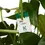 Thumbnail: Enermix (Eretmocerus eremicus & Encarsia formosa) - against Whiteflies