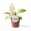 Thumbnail: Philodendron 'Snowdrift'