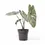 Thumbnail: Alocasia  'Corazon'