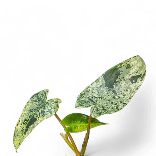 Philodendron ilsemanii - Rare Variegated Showstopper Philodendron ilsemanii - Rare Variegated Showstopper