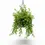 Thumbnail: Aeschynanthus 'Japhrolepis'