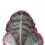 Thumbnail: Kalanchoe humilis