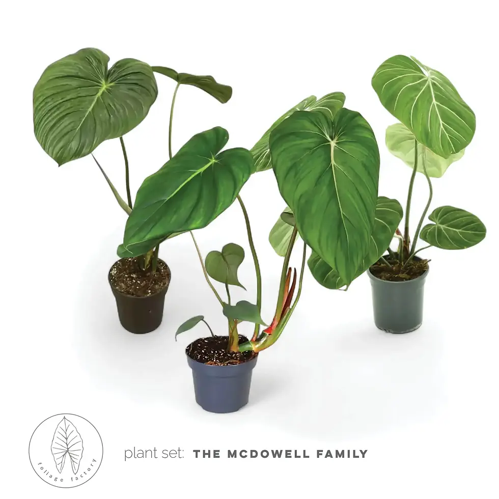 plant set: The McDowell Family