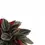 Thumbnail: Peperomia 'Santorini'